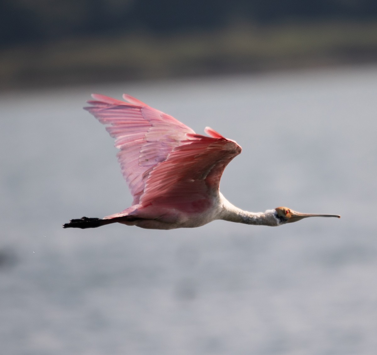 Roseate Spoonbill - ML647724636