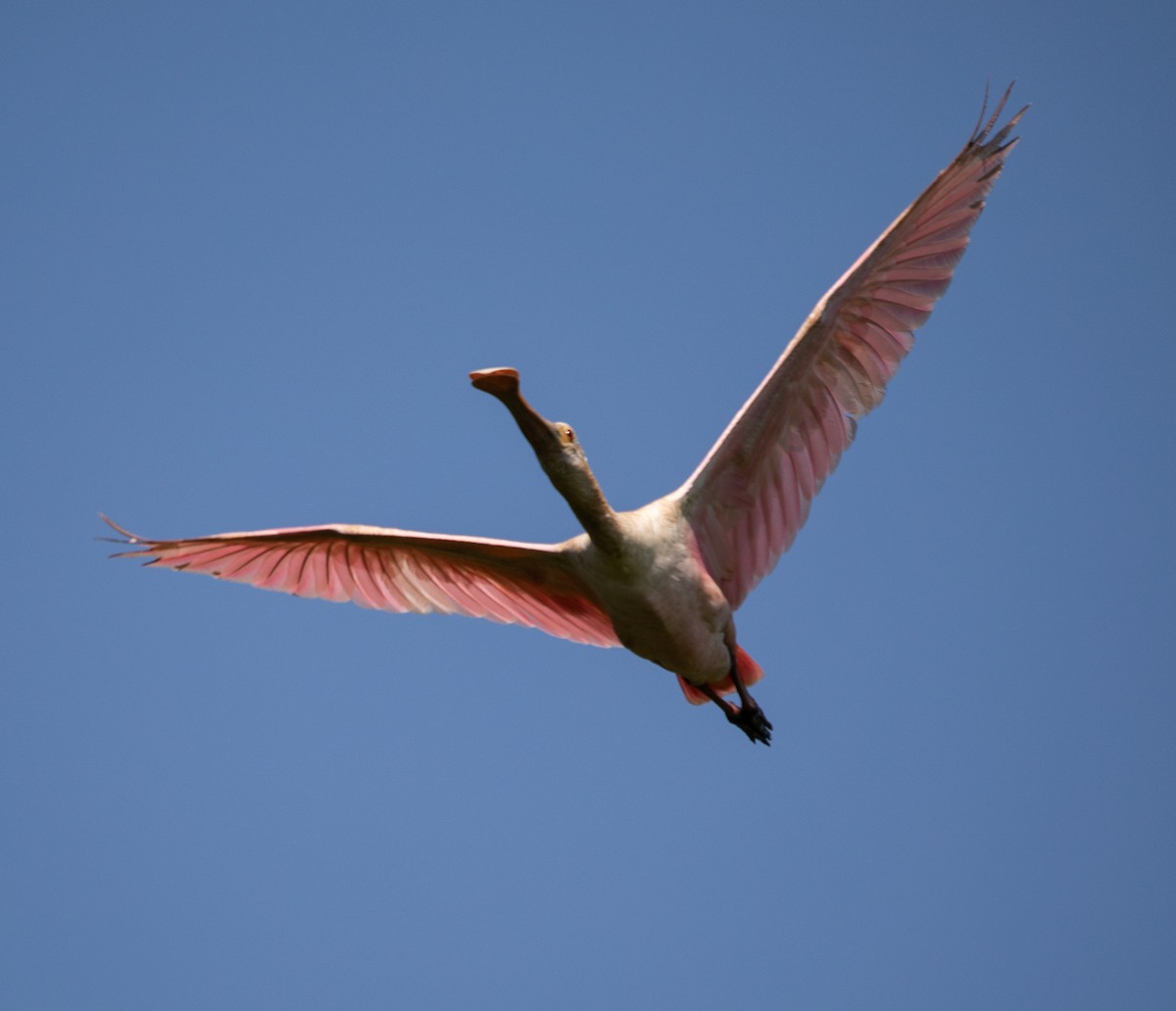 Roseate Spoonbill - ML647724637
