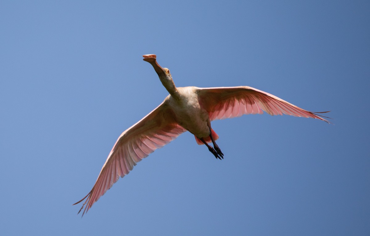 Roseate Spoonbill - ML647724638