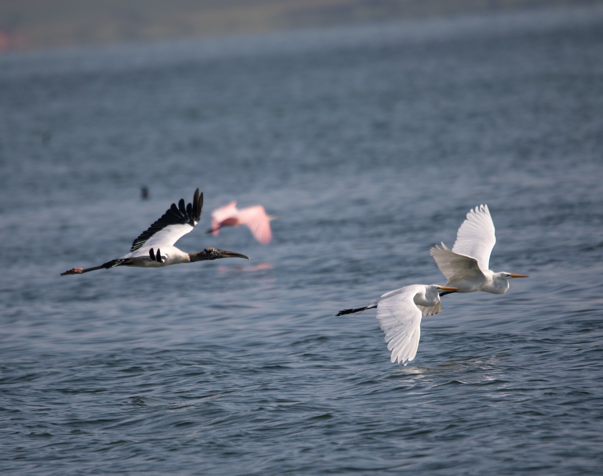 Roseate Spoonbill - ML647724639