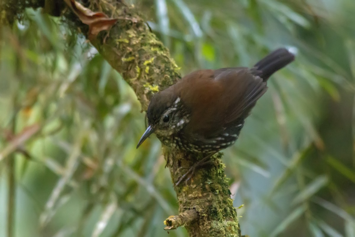Sharp-tailed Streamcreeper - ML647724640