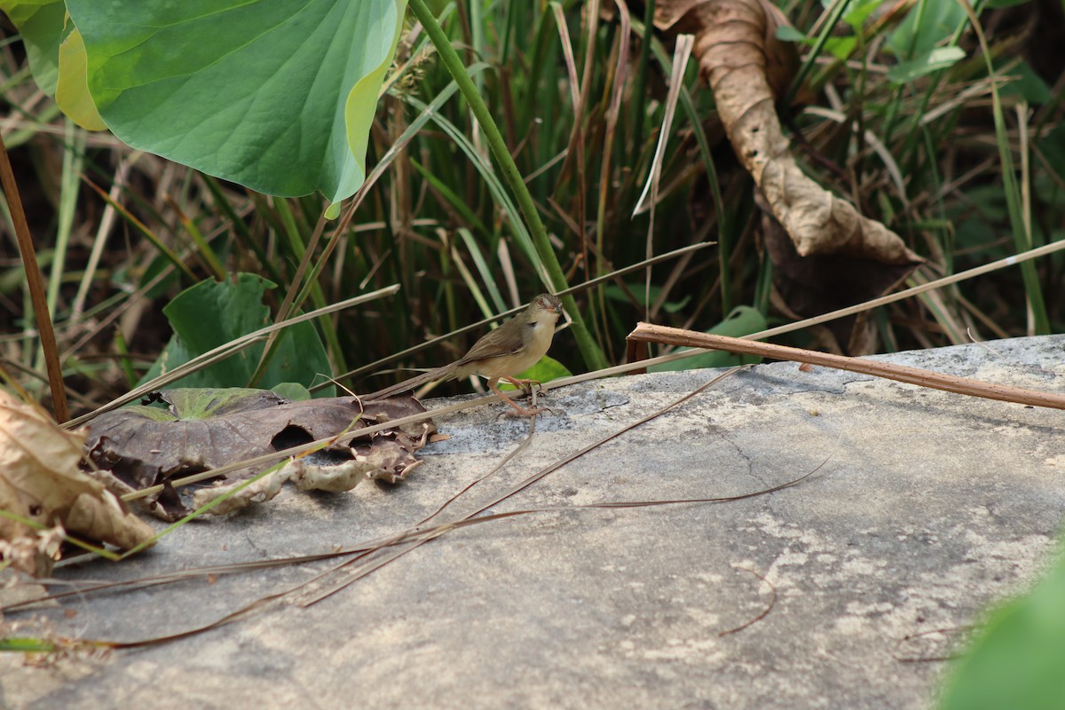 Plain Prinia - ML647724641