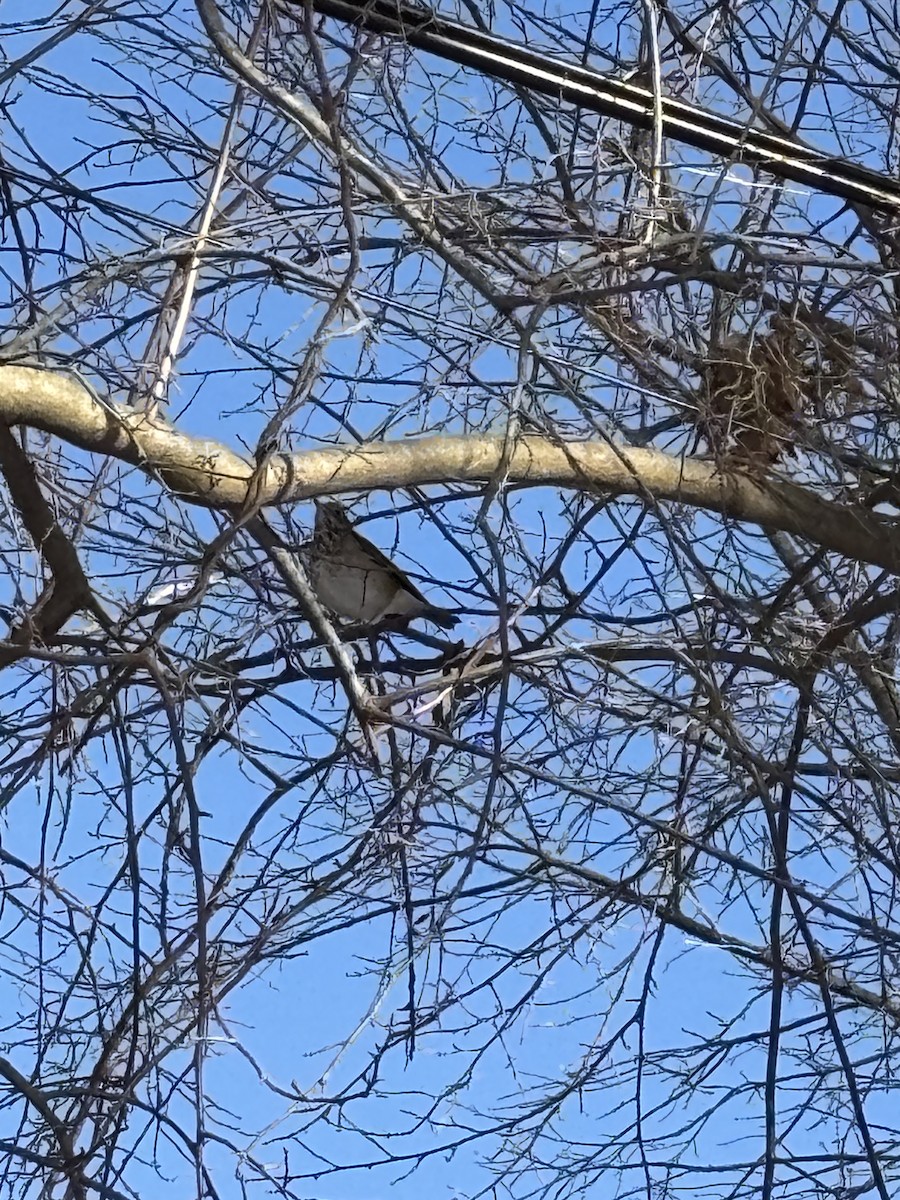 Hermit Thrush - ML647724645