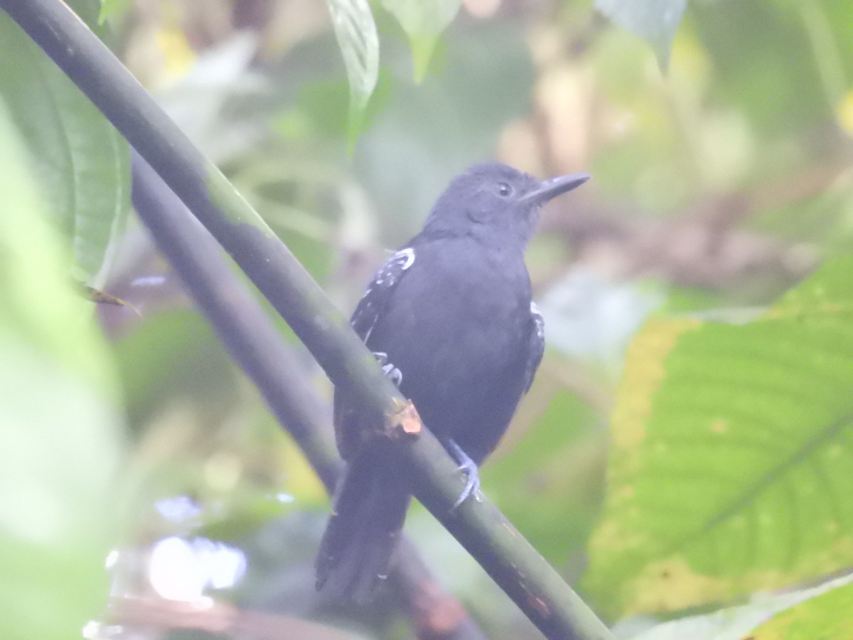 tinnmaurfugl - ML647724646