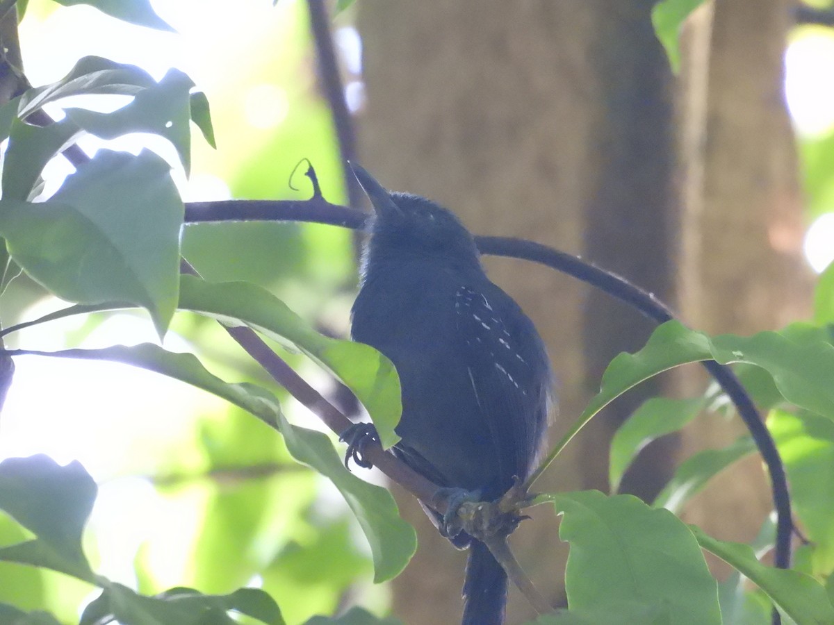 tinnmaurfugl - ML647724648