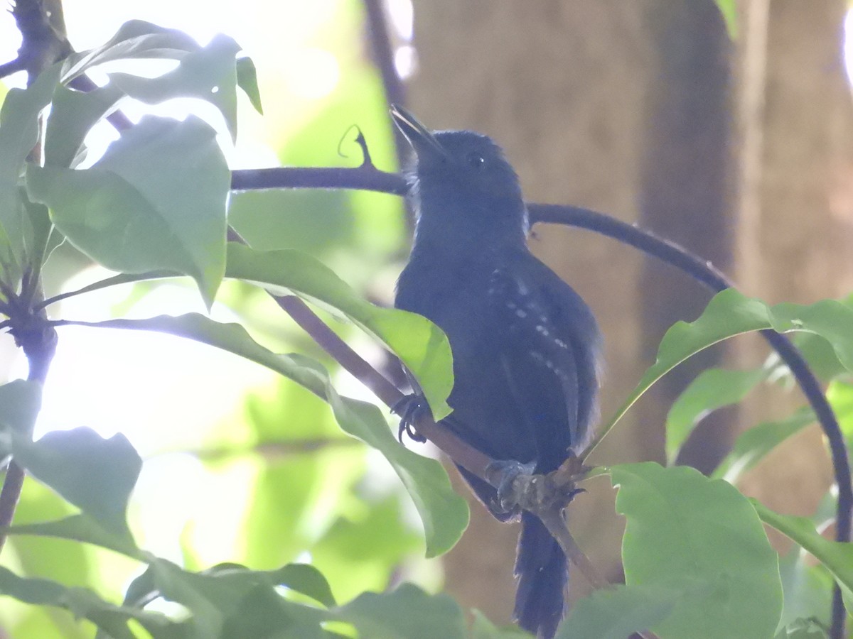 tinnmaurfugl - ML647724649