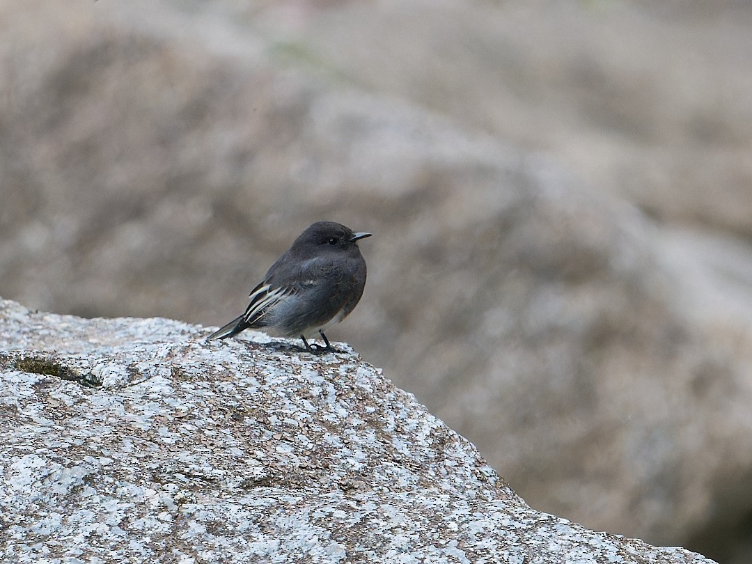 Torrent Tyrannulet - ML647724650