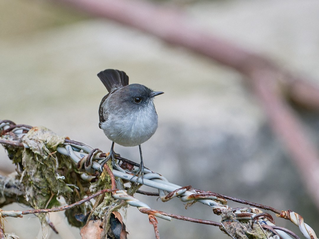 Torrent Tyrannulet - ML647724651