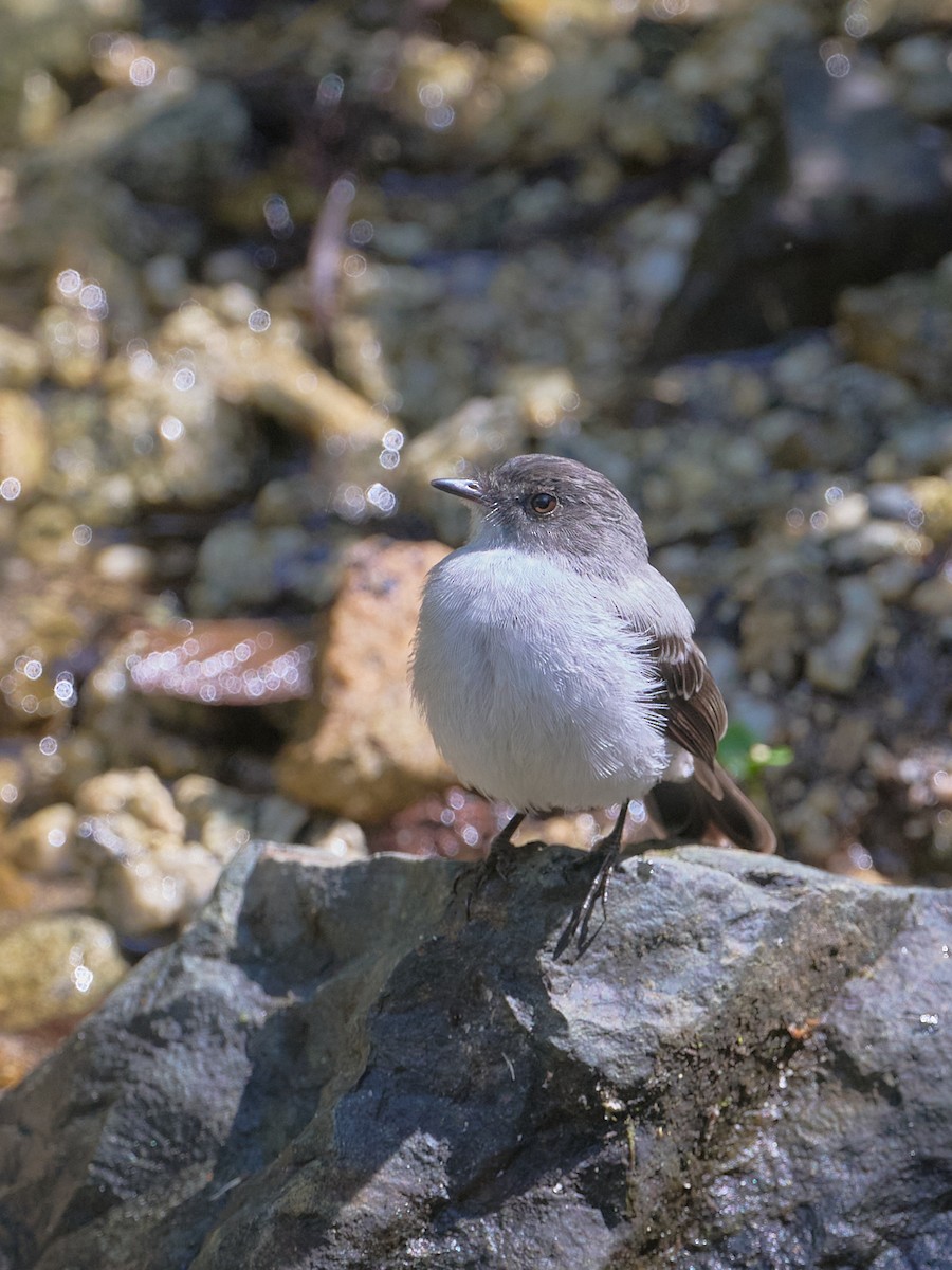 Torrent Tyrannulet - ML647724652
