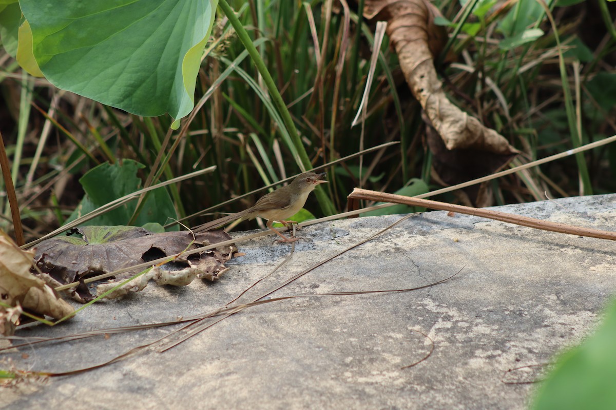 Plain Prinia - ML647724654