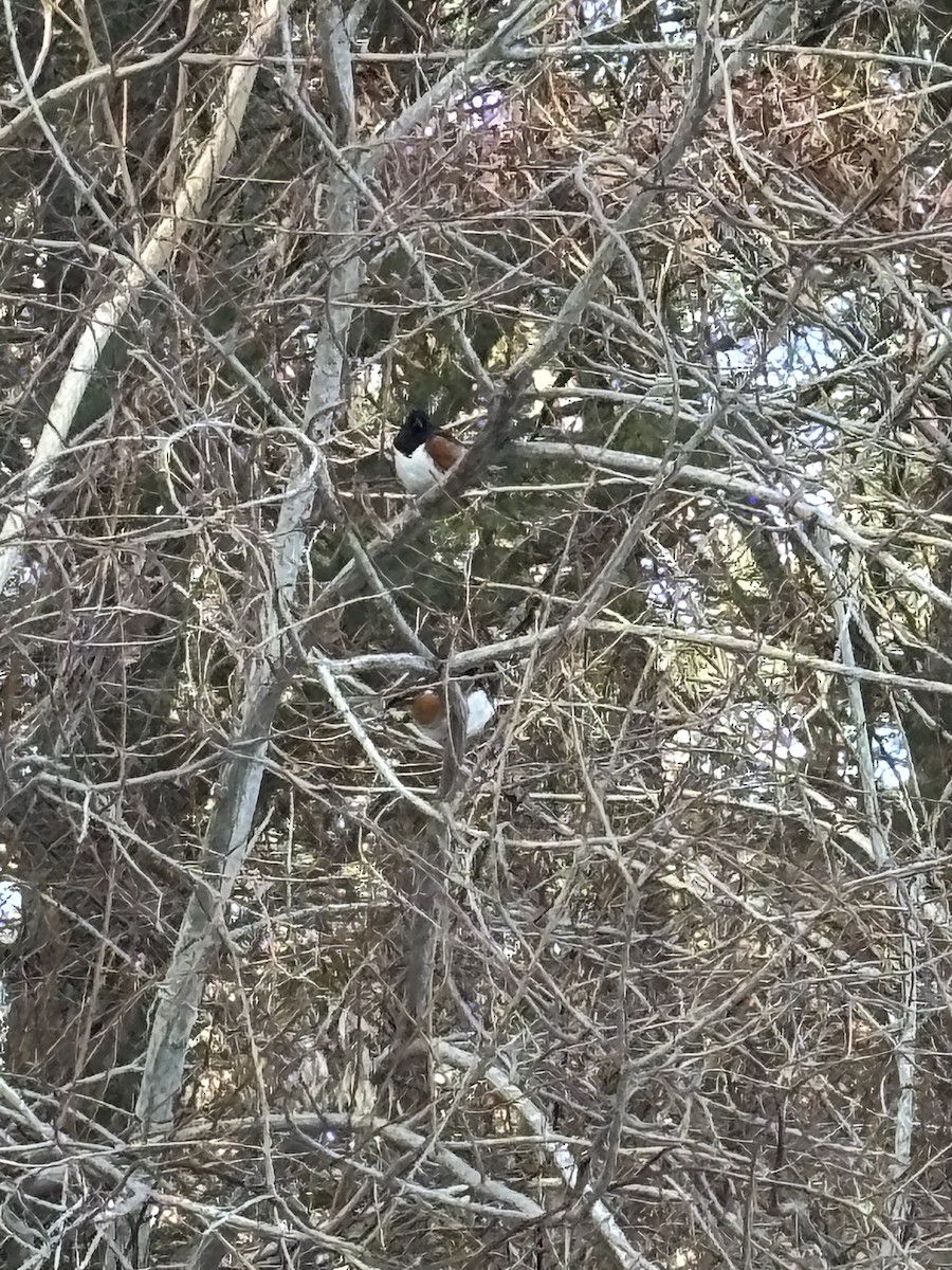 Eastern Towhee - ML647724660