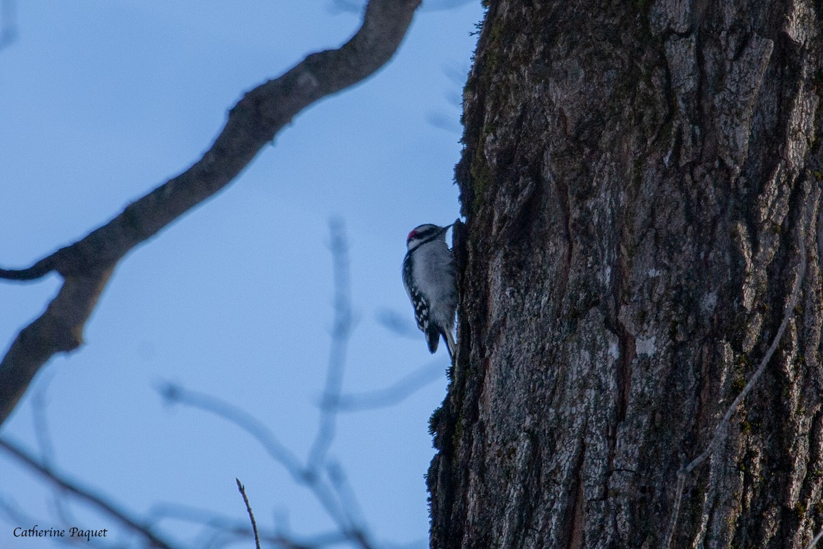 Downy Woodpecker - ML647724661