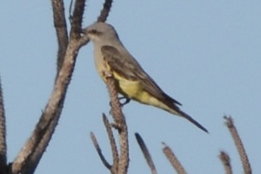Western Kingbird - ML647724663