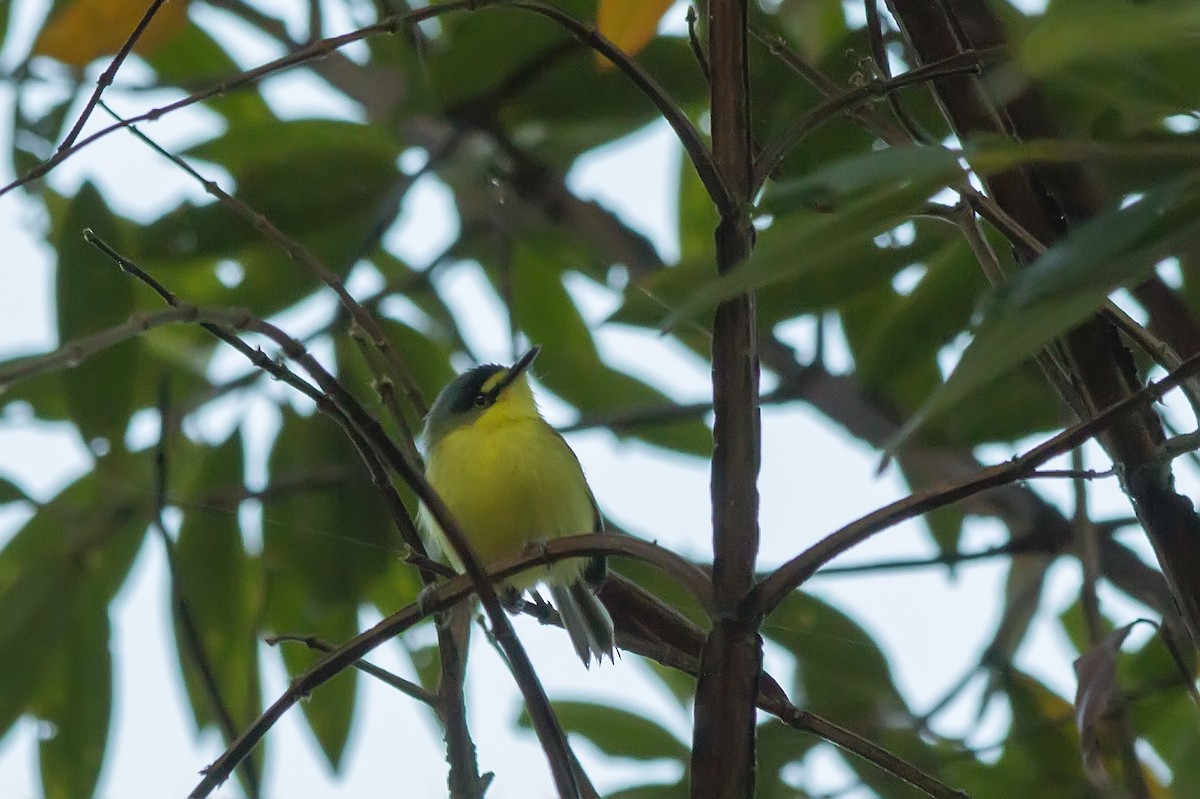Gray-headed Tody-Flycatcher - ML647724666
