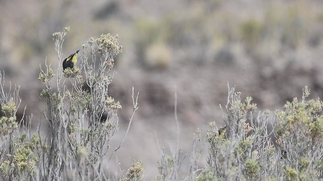 Black Siskin - ML647724669