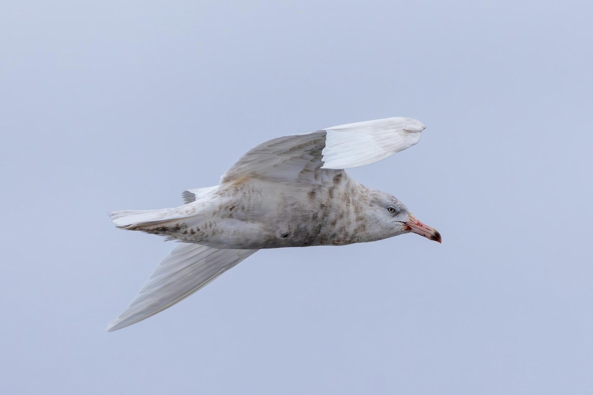 Glaucous Gull - ML647724671