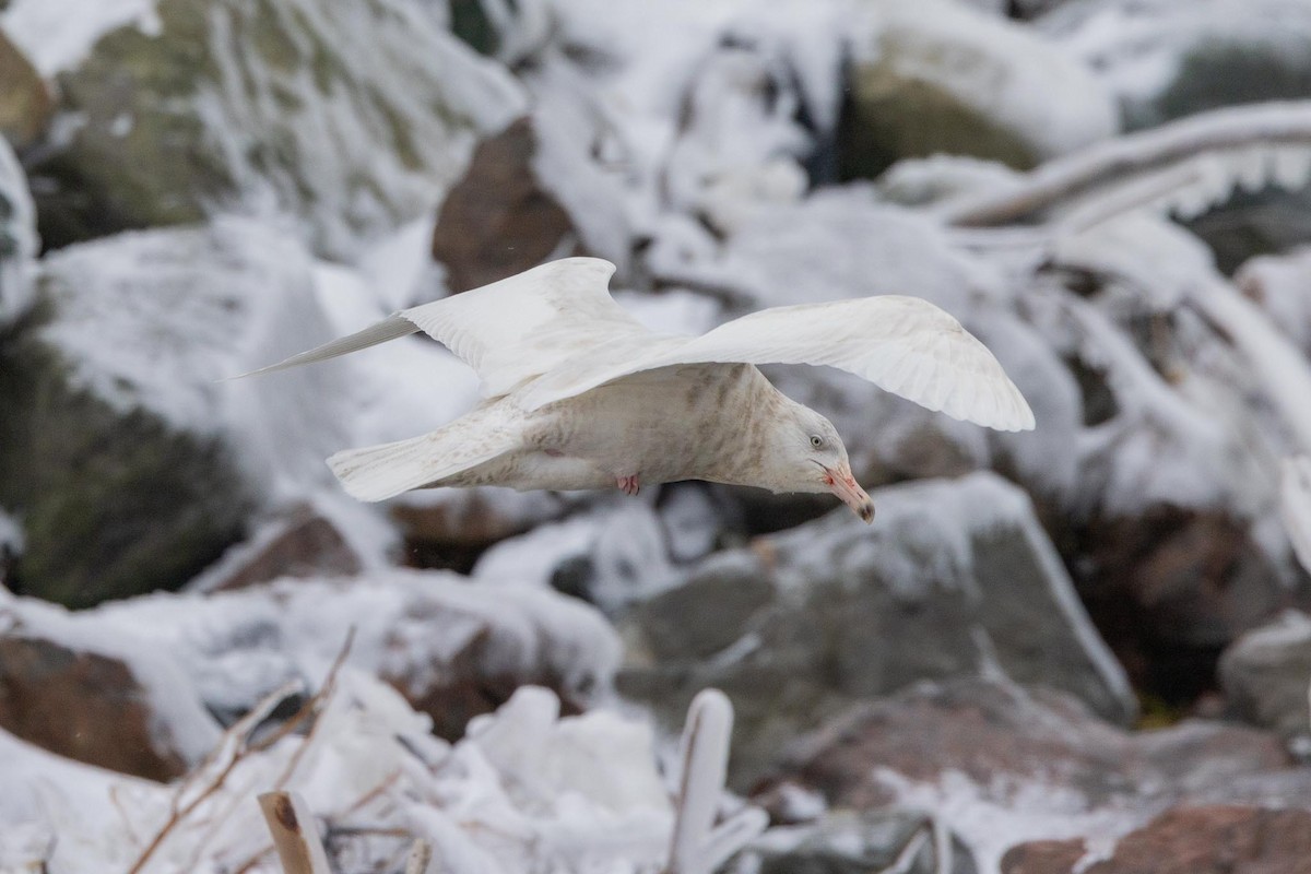 Glaucous Gull - ML647724672