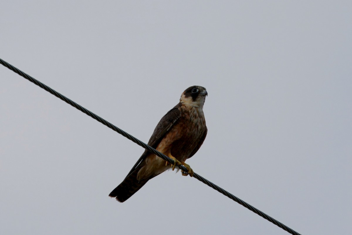 Australian Hobby - ML647724682