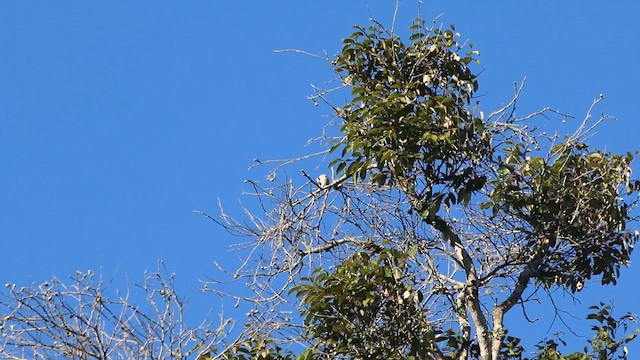 Cherry-throated Tanager - ML647724686