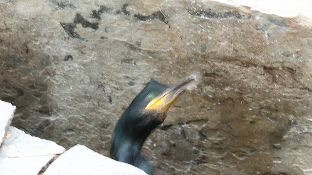 European Shag - ML647724708