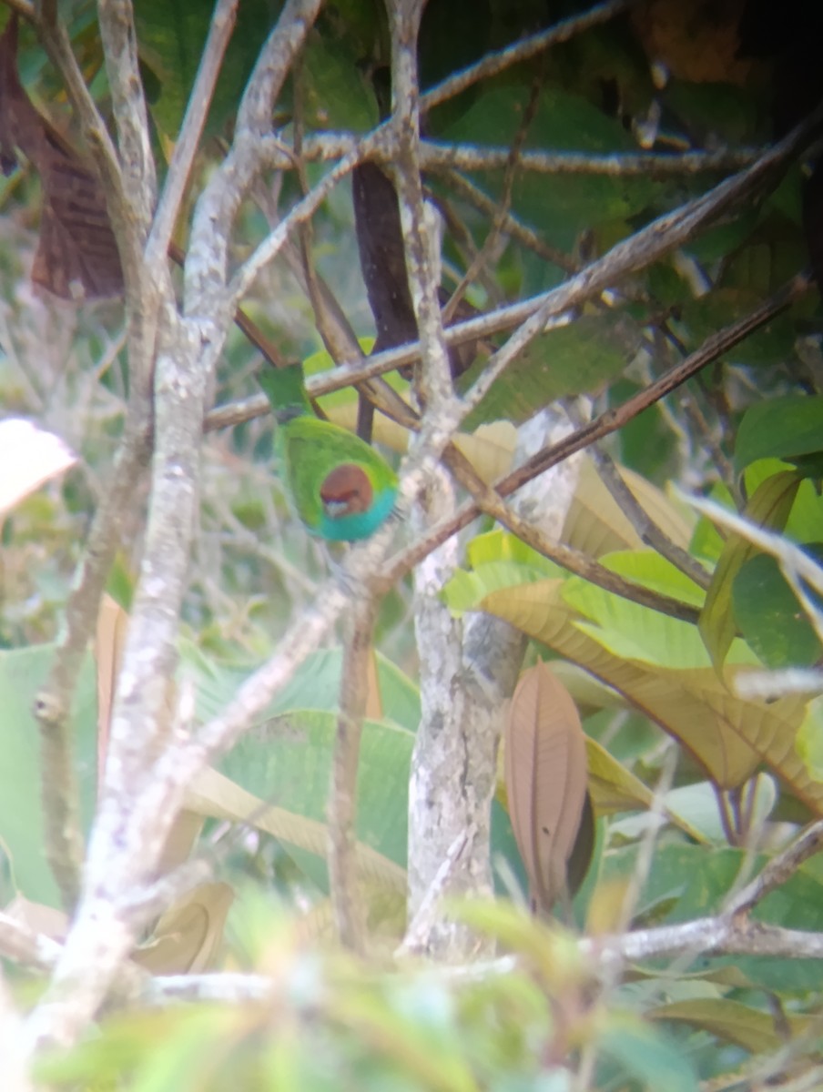 Tangara Cabecibaya - ML647724712