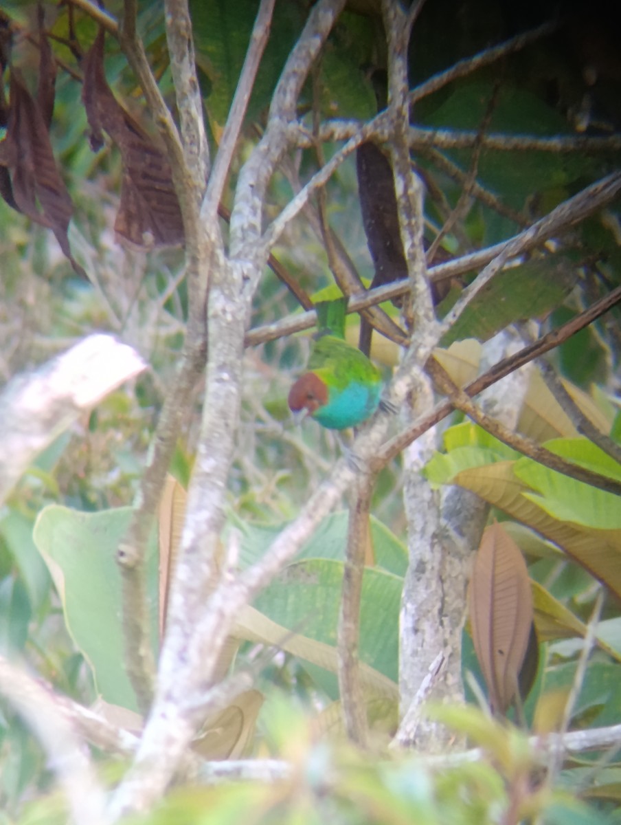 Tangara Cabecibaya - ML647724714