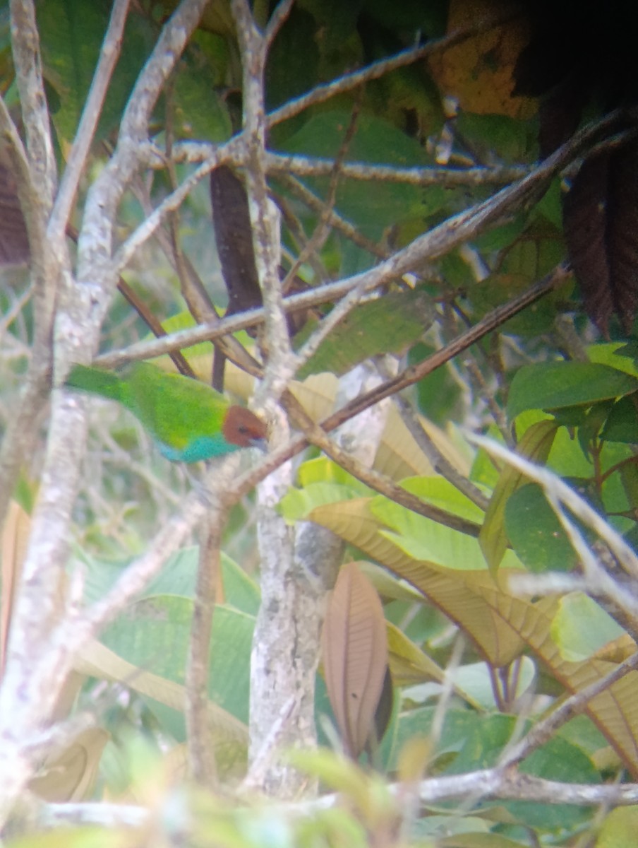 Tangara Cabecibaya - ML647724715