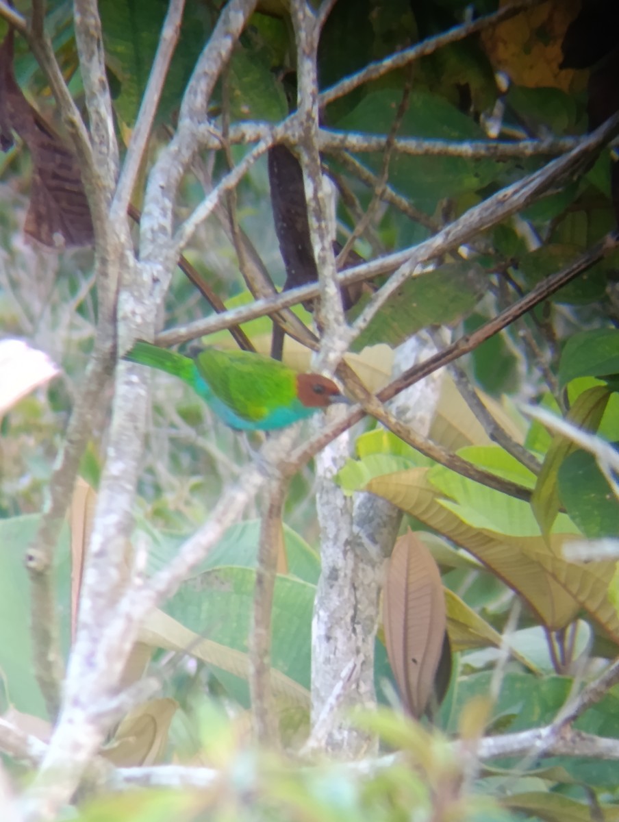 Tangara Cabecibaya - ML647724716