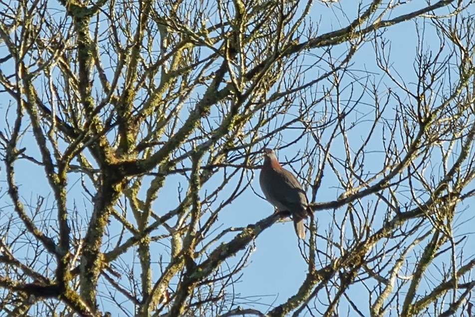 Pale-vented Pigeon - ML647724719