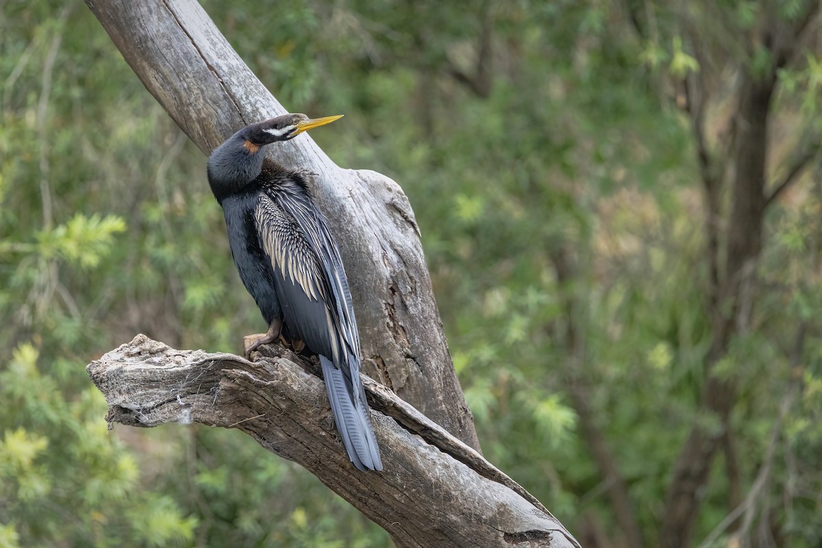 オーストラリアヘビウ - ML647724722