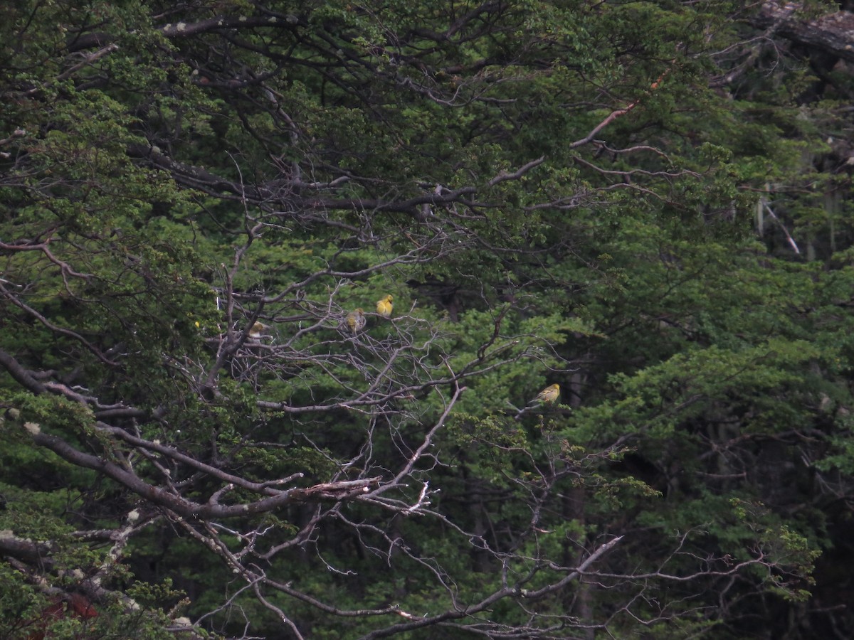 Black-chinned Siskin - ML647724741