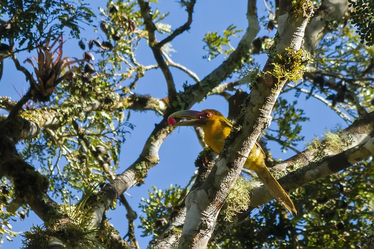 マダラタイランチョウ - ML647724747