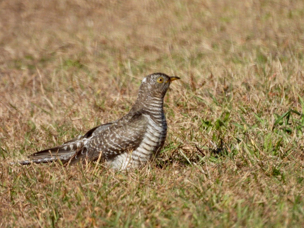 カッコウ - ML647724748