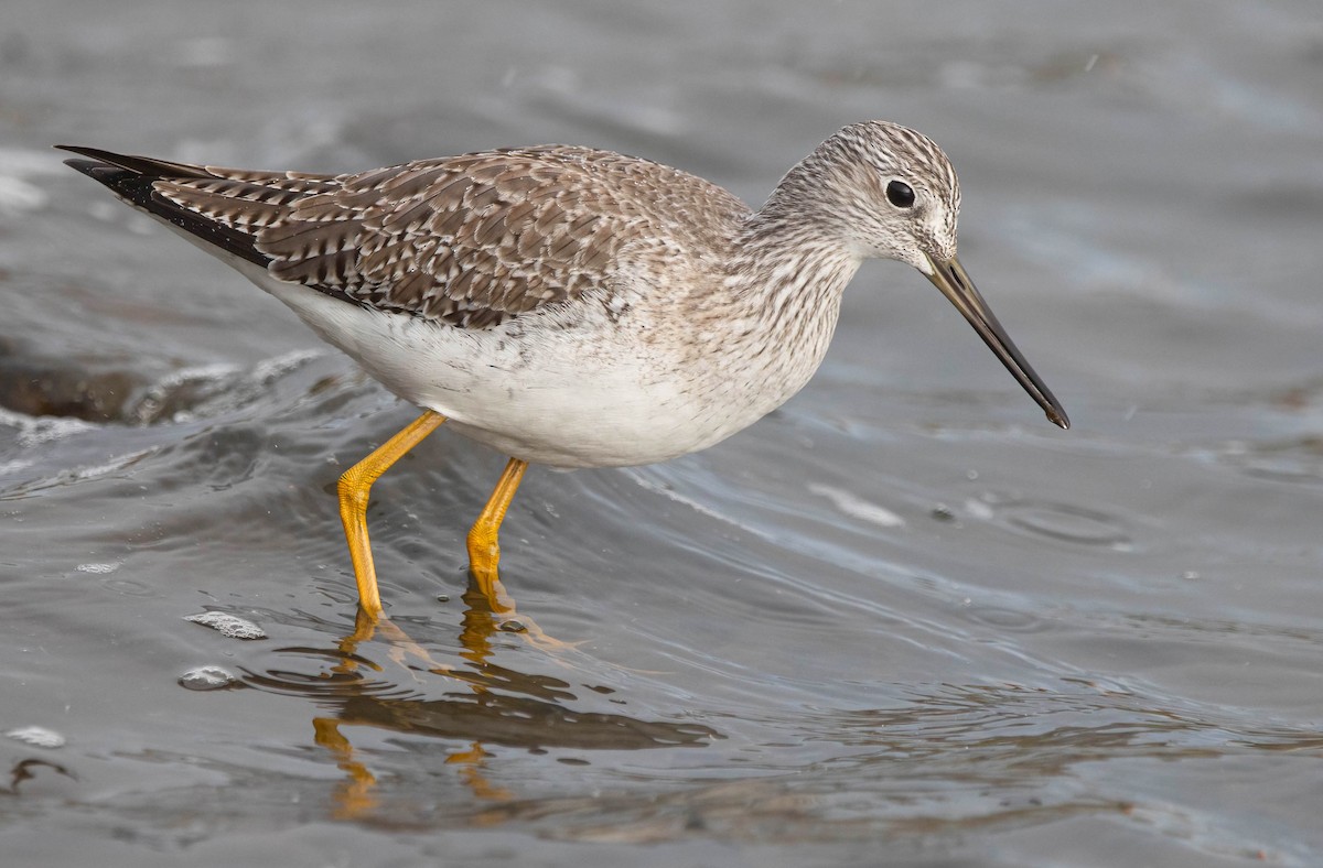 オオキアシシギ - ML647724750