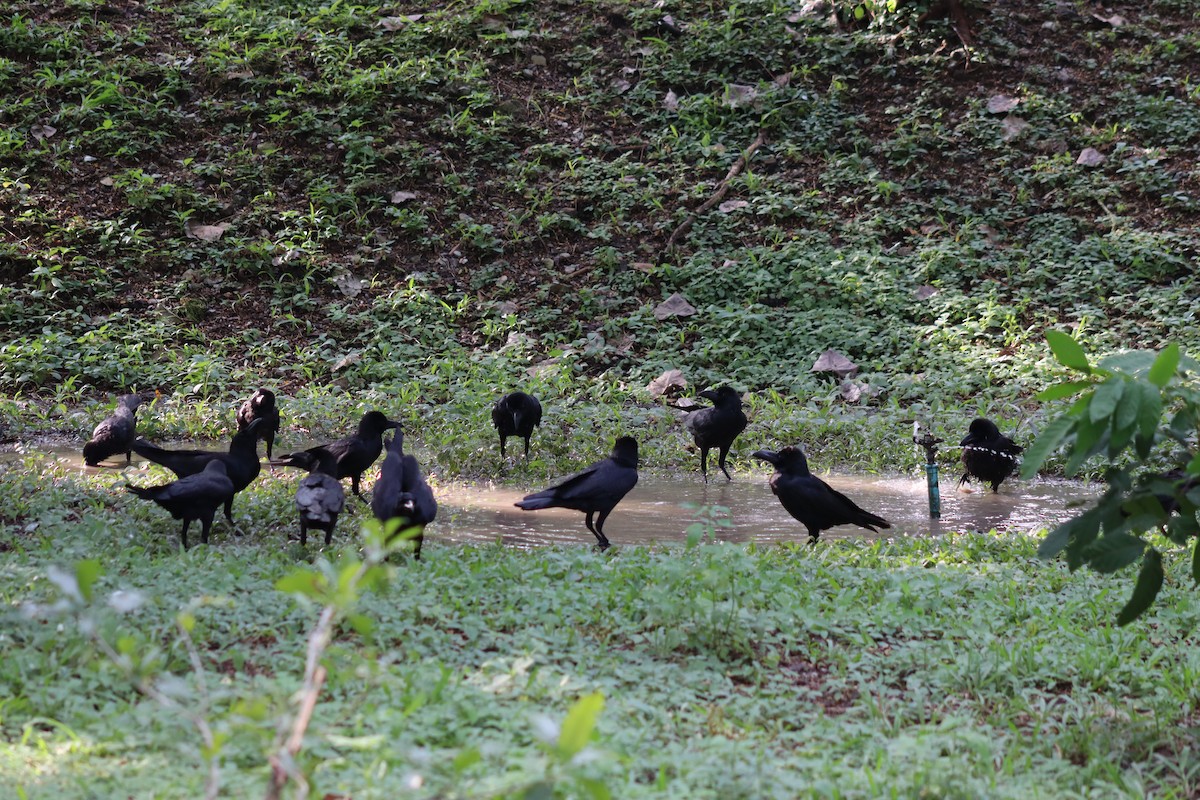 ハシブトガラス（levaillantii） - ML647724752