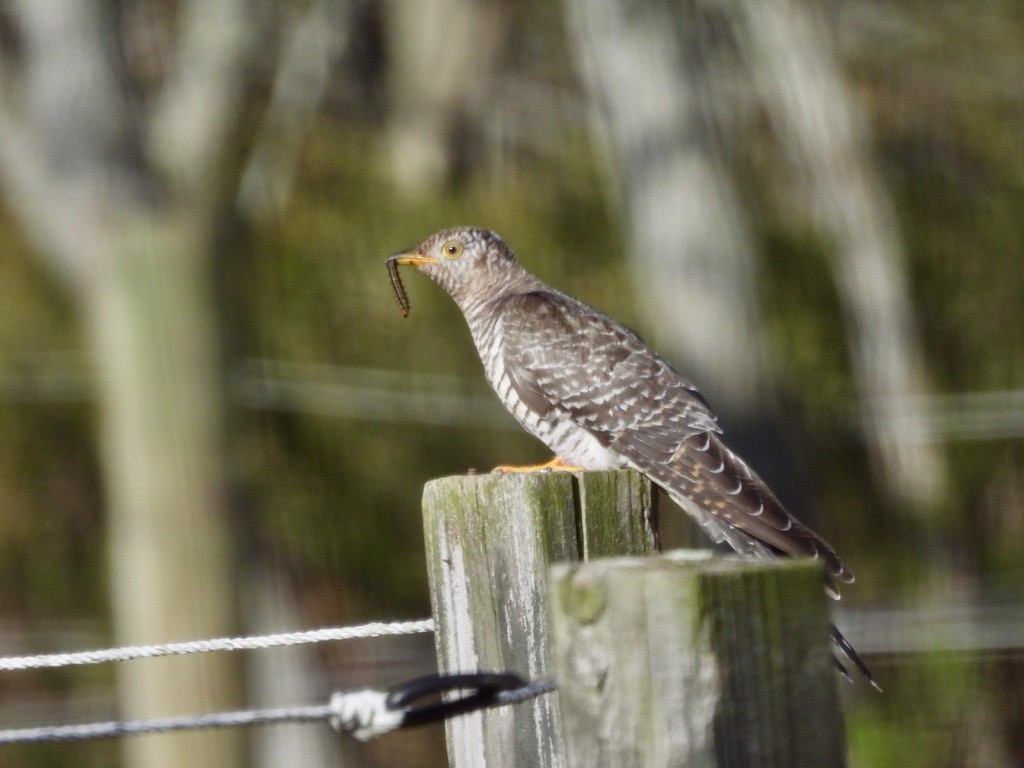 カッコウ - ML647724753