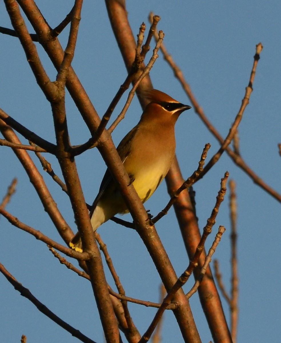 ヒメレンジャク - ML647724755