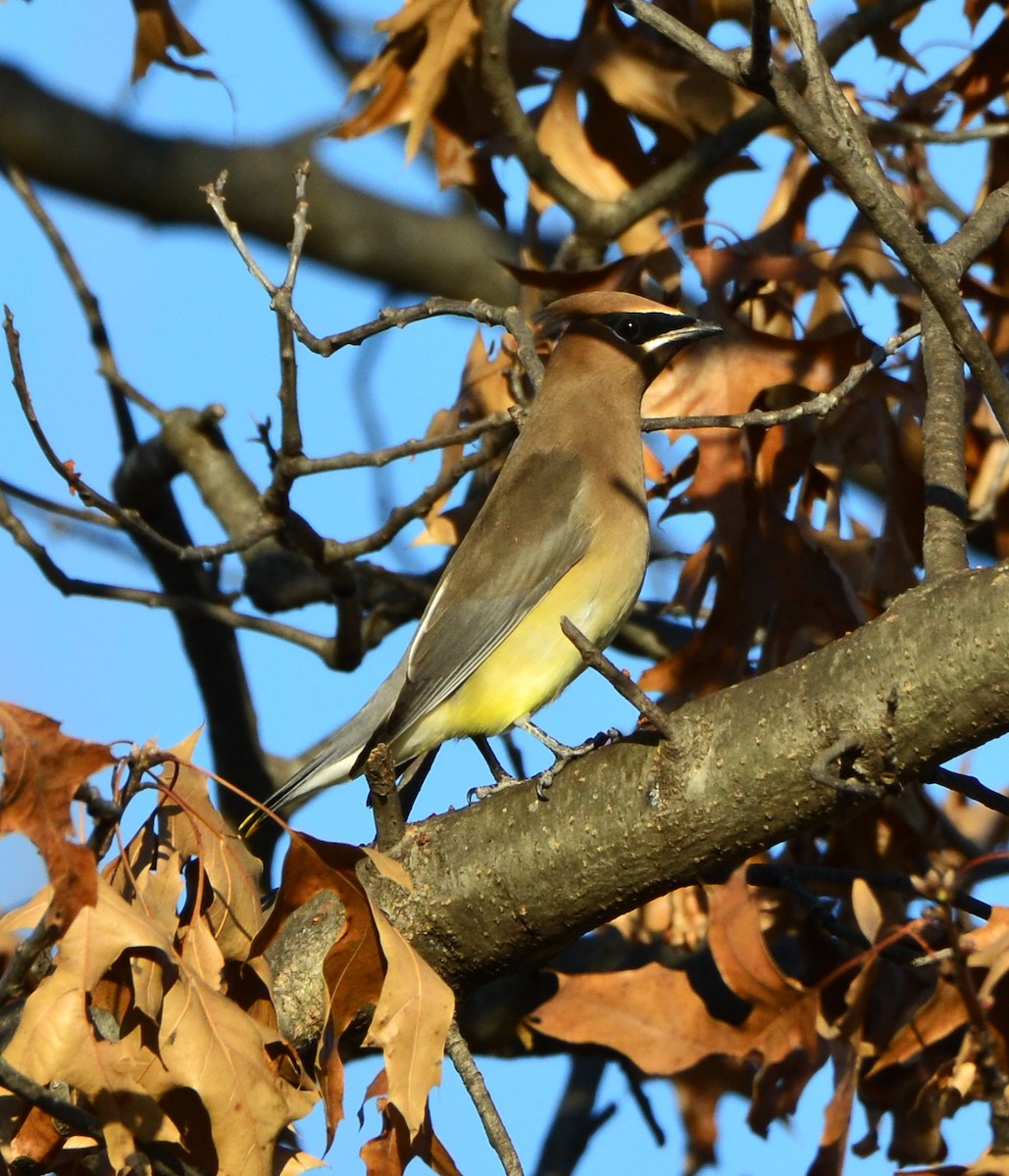 ヒメレンジャク - ML647724756