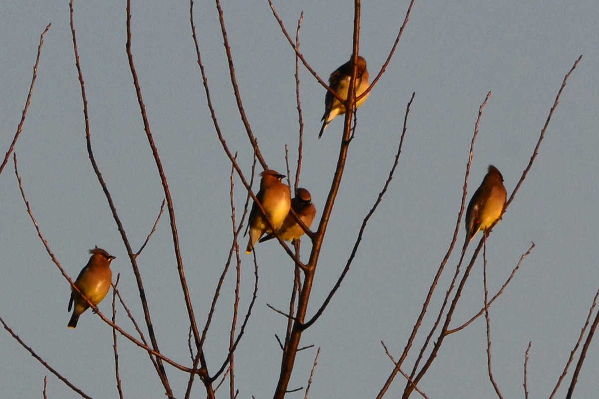 ヒメレンジャク - ML647724757