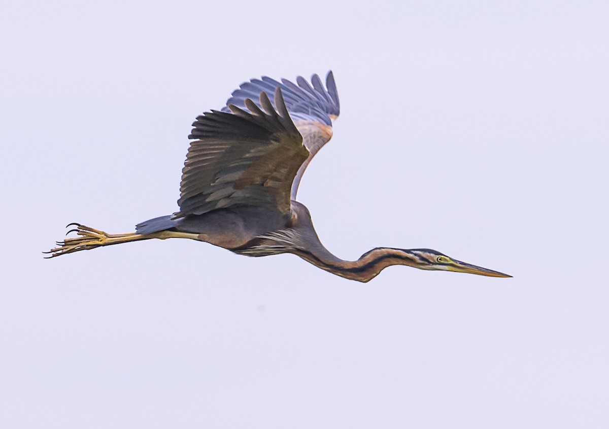 ムラサキサギ - ML647724758