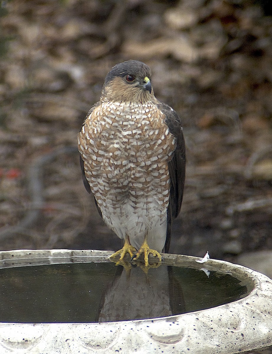 アシボソハイタカ（velox グループ） - ML647724759