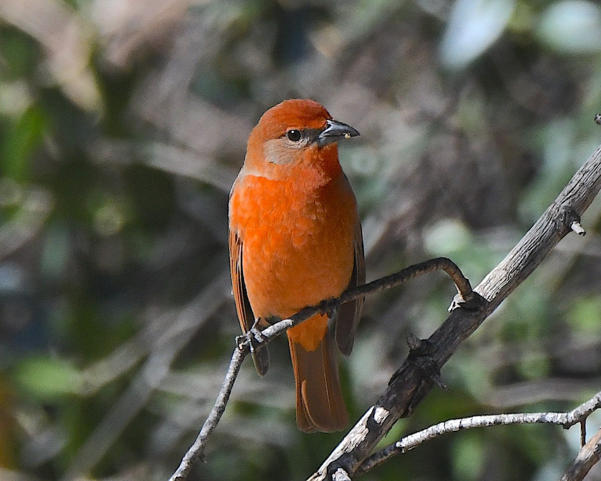 レンガフウキンチョウ - ML647724765
