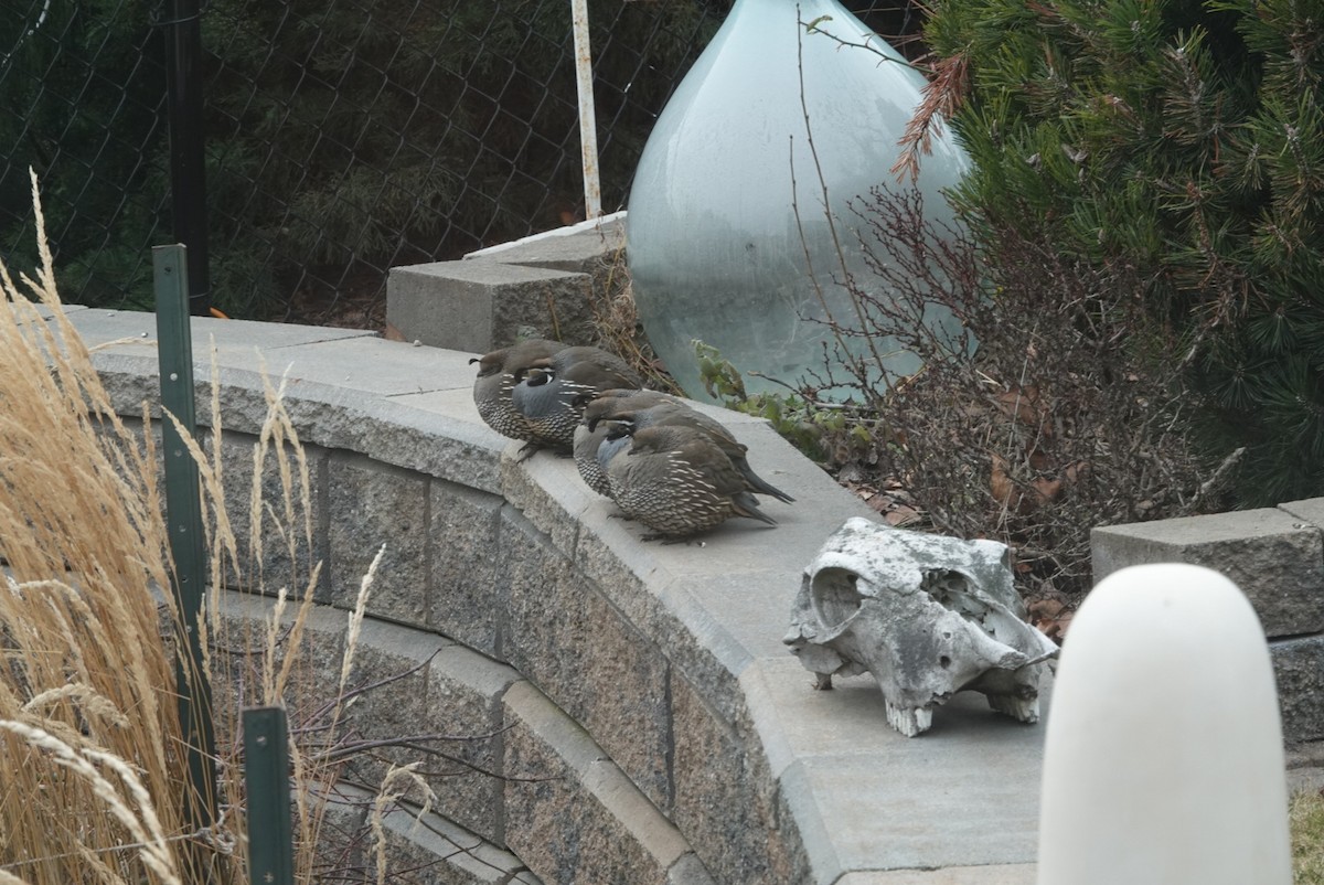 カンムリウズラ - ML647724766