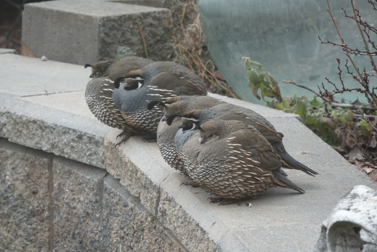 カンムリウズラ - ML647724767
