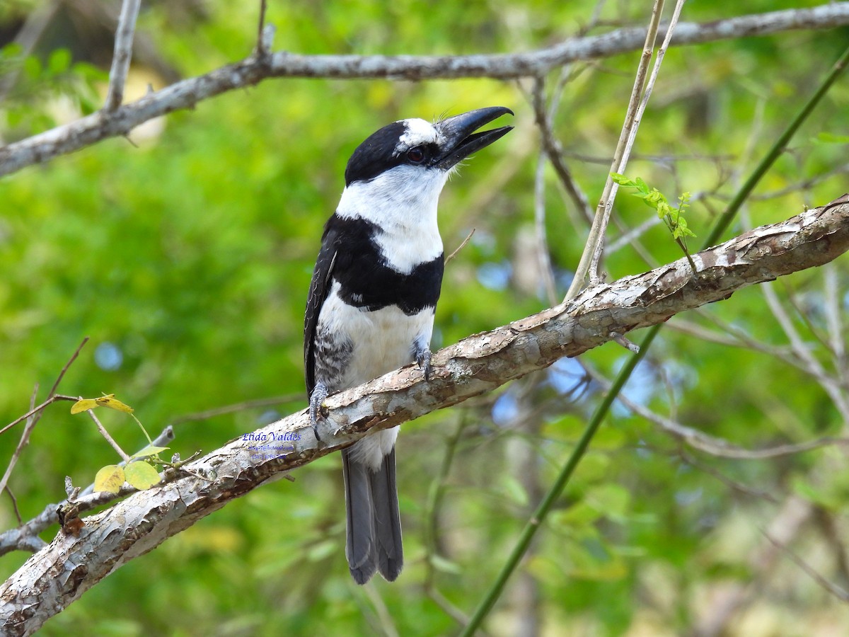 シロエリオオガシラ - ML647724768