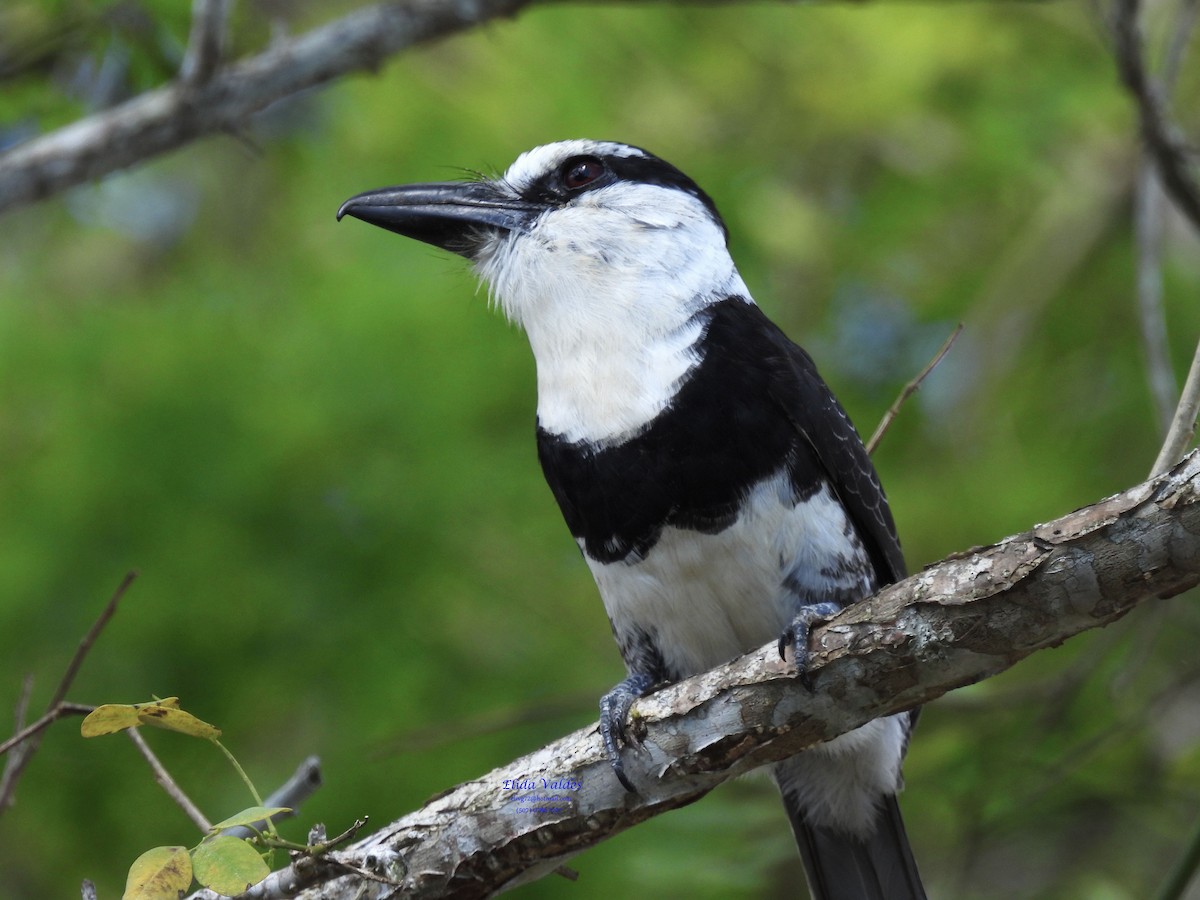 シロエリオオガシラ - ML647724769