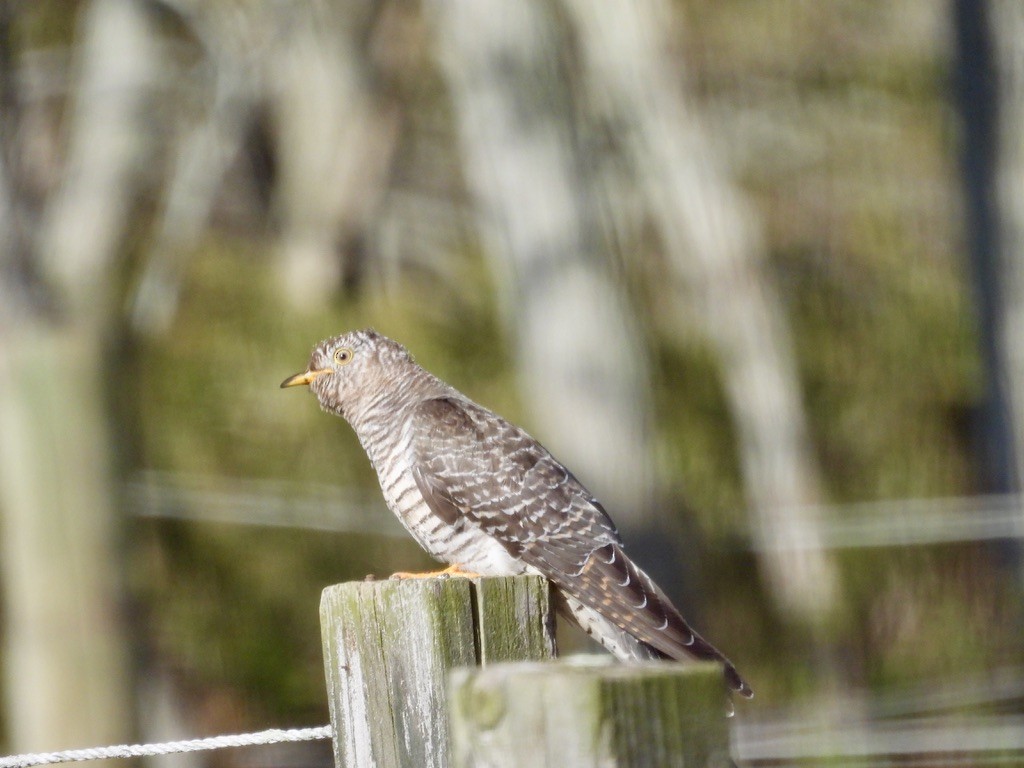 カッコウ - ML647724770