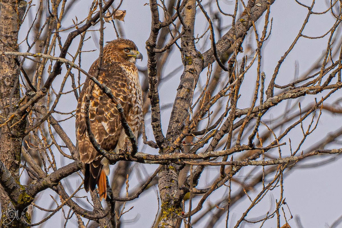 アカオノスリ - ML647724771