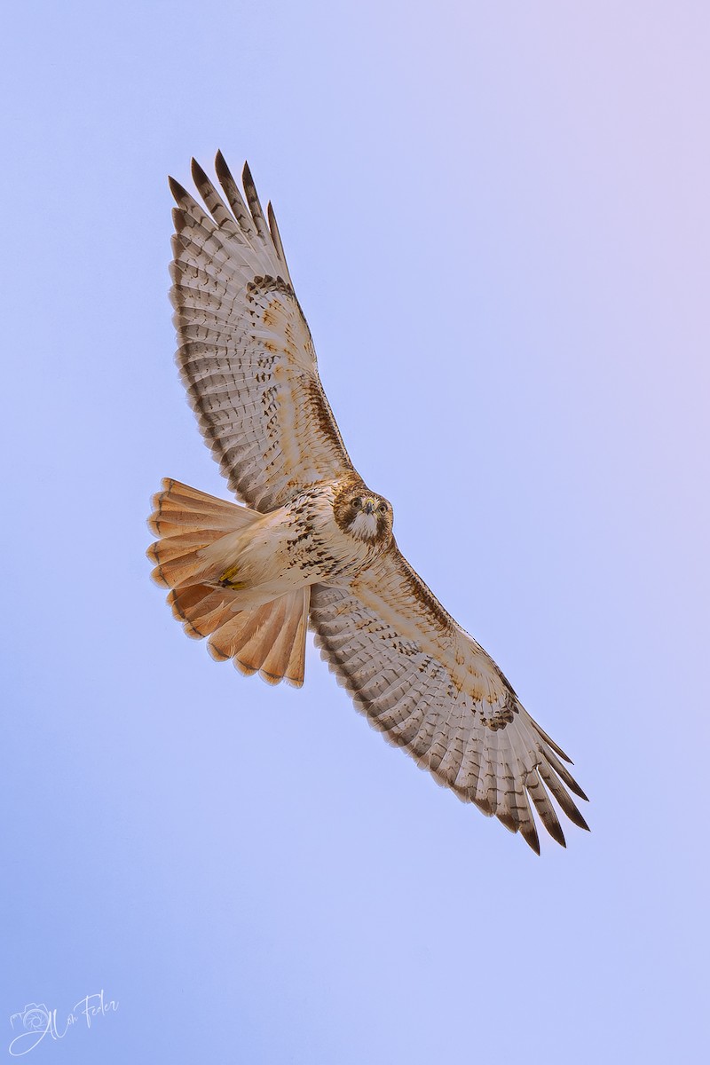 アカオノスリ - ML647724772