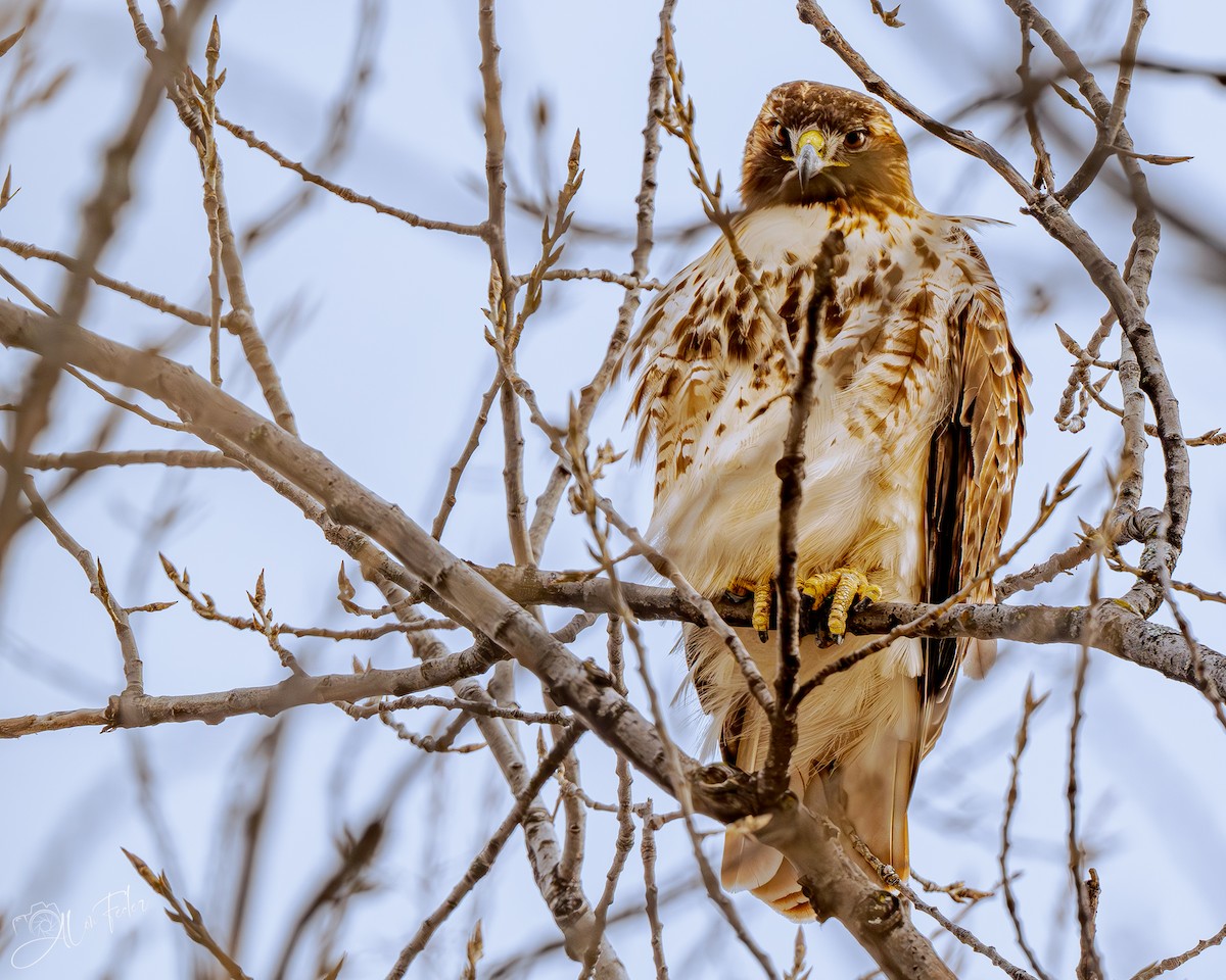 アカオノスリ - ML647724773